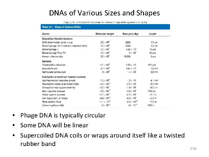 DNAs of Various Sizes and Shapes • Phage DNA is typically circular • Some