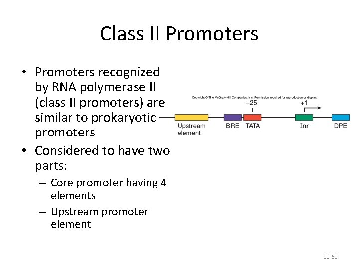 Class II Promoters • Promoters recognized by RNA polymerase II (class II promoters) are