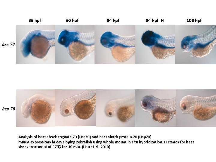 36 hpf 60 hpf 84 hpf H 108 hpf hsc 70 hsp 70 Analysis