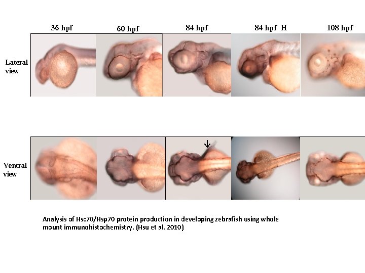 36 hpf 60 hpf 84 hpf H Lateral view ↓ Ventral view Analysis of