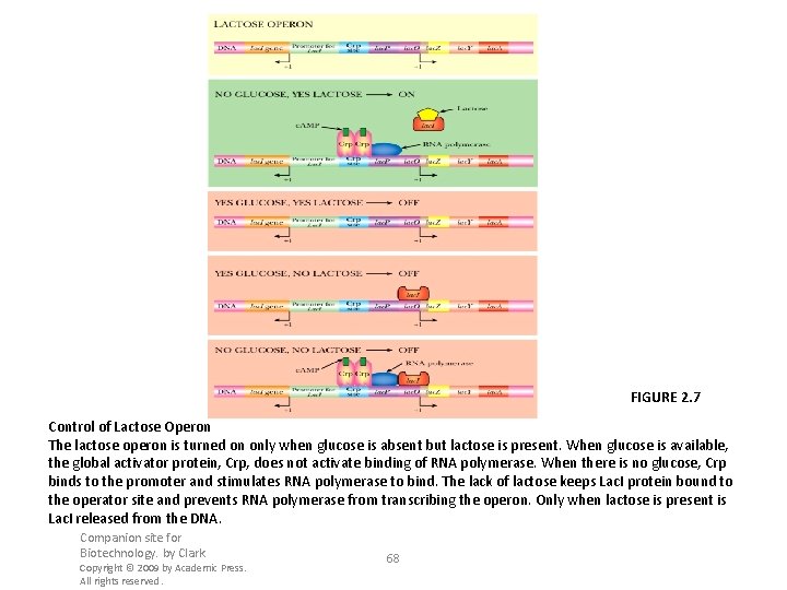 FIGURE 2. 7 Control of Lactose Operon The lactose operon is turned on only