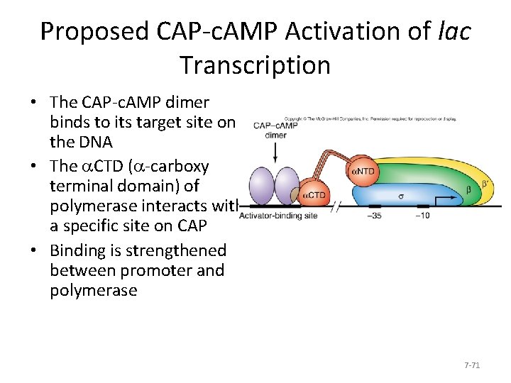 Proposed CAP-c. AMP Activation of lac Transcription • The CAP-c. AMP dimer binds to