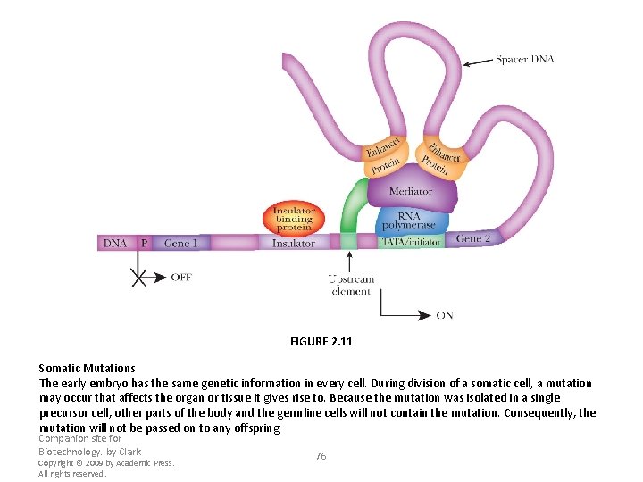 FIGURE 2. 11 Somatic Mutations The early embryo has the same genetic information in