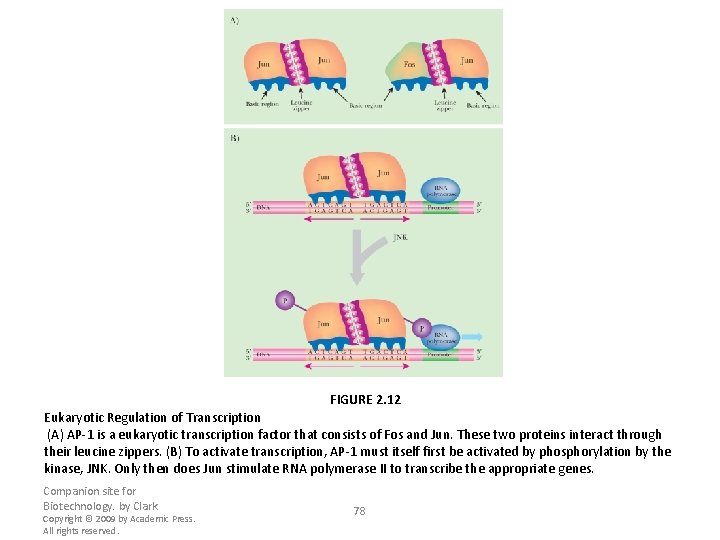 FIGURE 2. 12 Eukaryotic Regulation of Transcription (A) AP-1 is a eukaryotic transcription factor