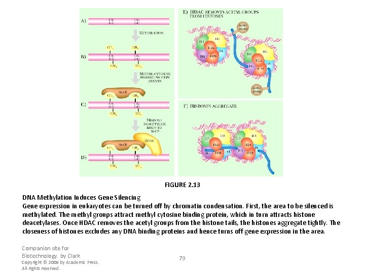 FIGURE 2. 13 DNA Methylation Induces Gene Silencing Gene expression in eukaryotes can be