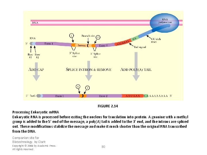 FIGURE 2. 14 Processing Eukaryotic m. RNA Eukaryotic RNA is processed before exiting the