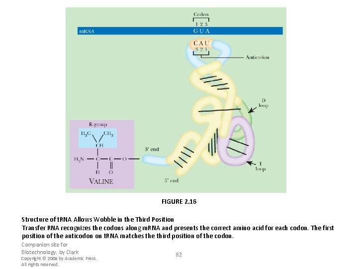 FIGURE 2. 16 Structure of t. RNA Allows Wobble in the Third Position Transfer