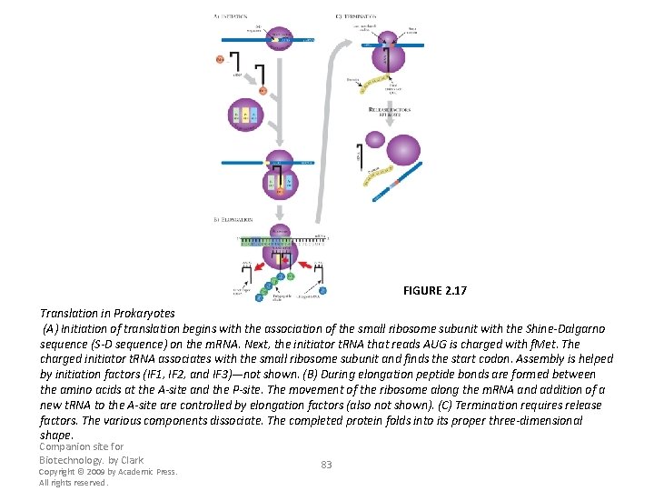 FIGURE 2. 17 Translation in Prokaryotes (A) Initiation of translation begins with the association