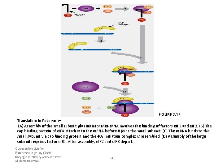 FIGURE 2. 18 Translation in Eukaryotes (A) Assembly of the small subunit plus initiator