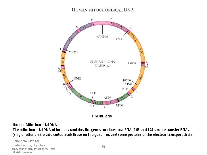 FIGURE 2. 19 Human Mitochondrial DNA The mitochondrial DNA of humans contains the genes