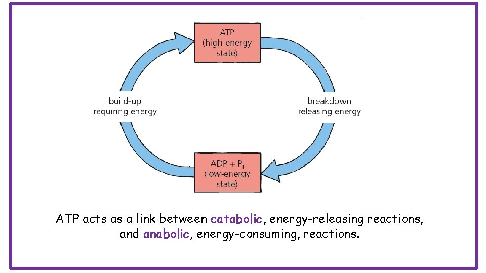 ATP acts as a link between catabolic, energy-releasing reactions, and anabolic, energy-consuming, reactions. 