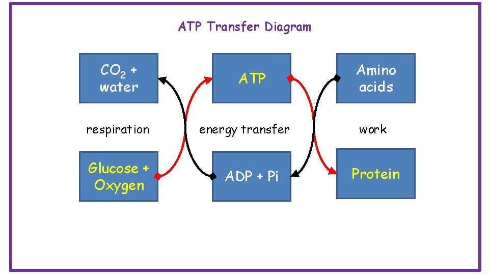 ATP Transfer Diagram CO 2 + water respiration Glucose + Oxygen ATP energy transfer