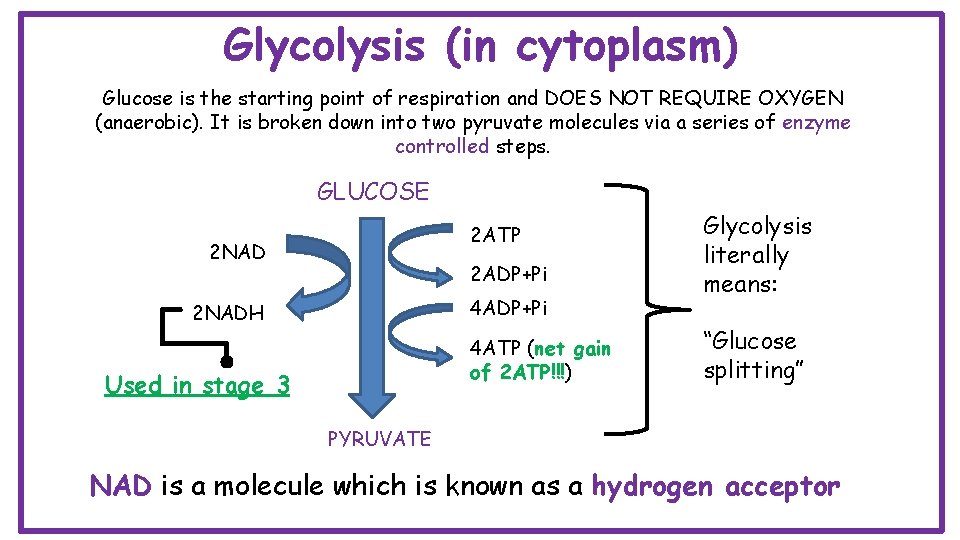 Glycolysis (in cytoplasm) Glucose is the starting point of respiration and DOES NOT REQUIRE