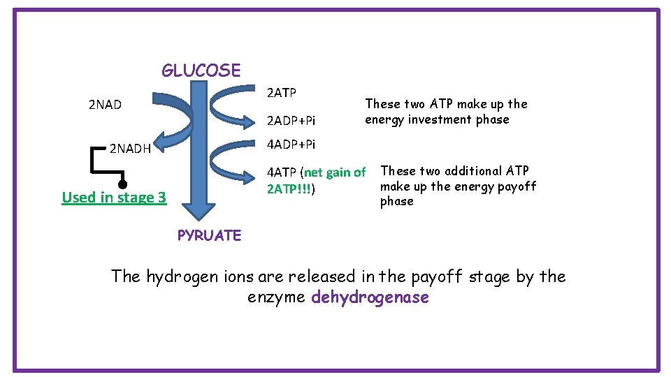 GLUCOSE 2 ATP 2 NAD 2 ADP+Pi These two ATP make up the energy