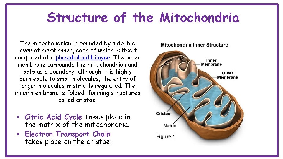 Structure of the Mitochondria The mitochondrion is bounded by a double layer of membranes,