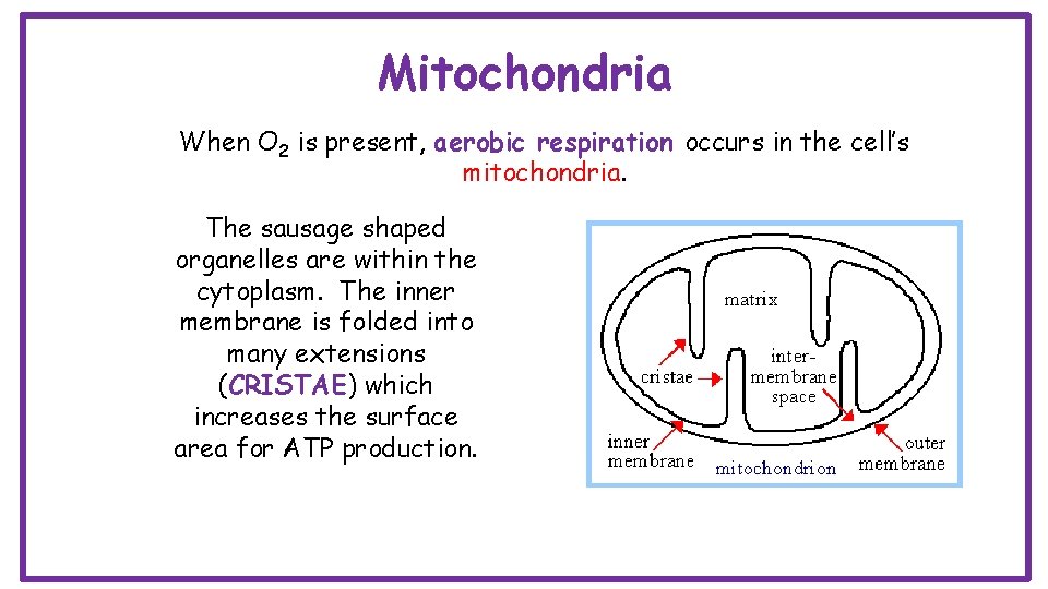 Mitochondria When O 2 is present, aerobic respiration occurs in the cell’s mitochondria. The