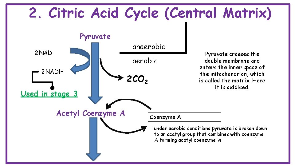 2. Citric Acid Cycle (Central Matrix) Pyruvate anaerobic 2 NADH 2 CO 2 Used