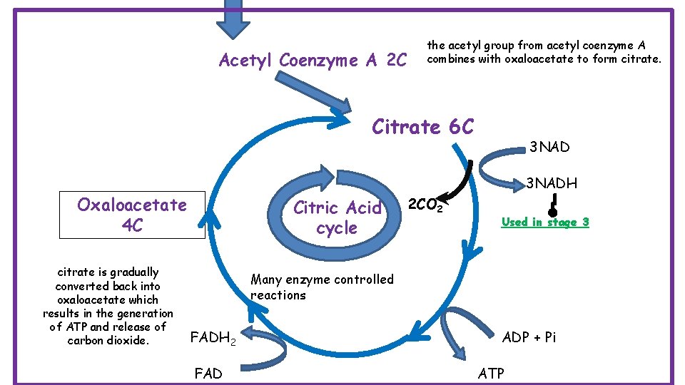 Acetyl Coenzyme A 2 C the acetyl group from acetyl coenzyme A combines with