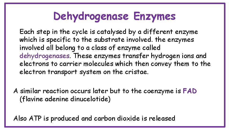 Dehydrogenase Enzymes Each step in the cycle is catalysed by a different enzyme which