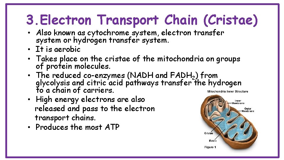 3. Electron Transport Chain (Cristae) • Also known as cytochrome system, electron transfer system