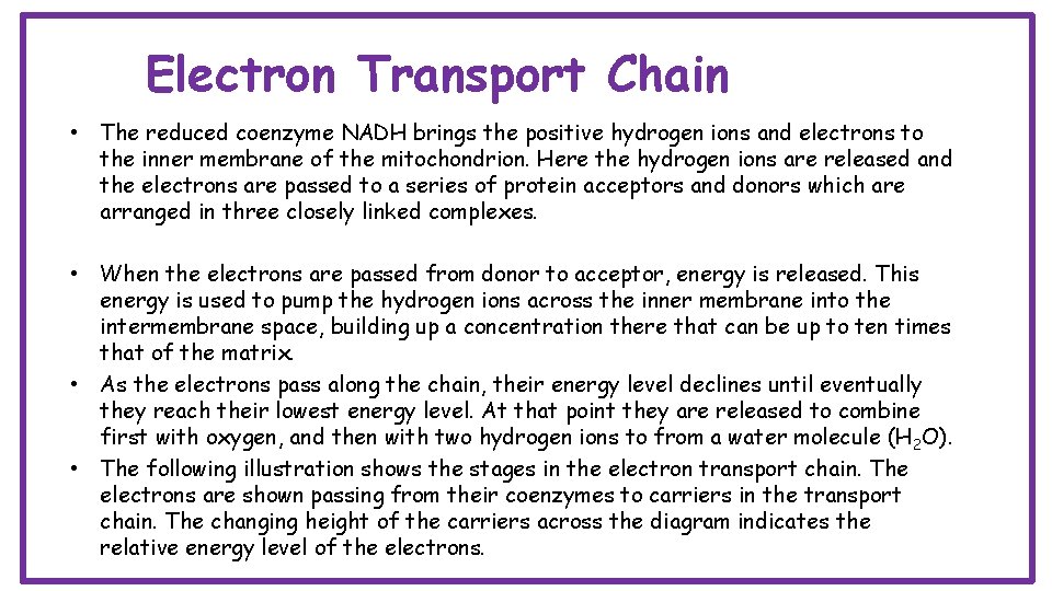 Electron Transport Chain • The reduced coenzyme NADH brings the positive hydrogen ions and