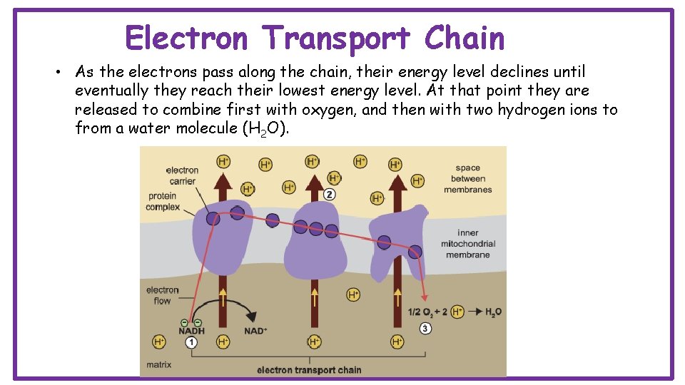 Electron Transport Chain • As the electrons pass along the chain, their energy level