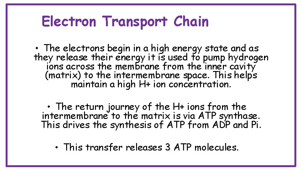 Electron Transport Chain • The electrons begin in a high energy state and as