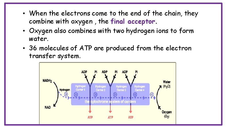  • When the electrons come to the end of the chain, they combine