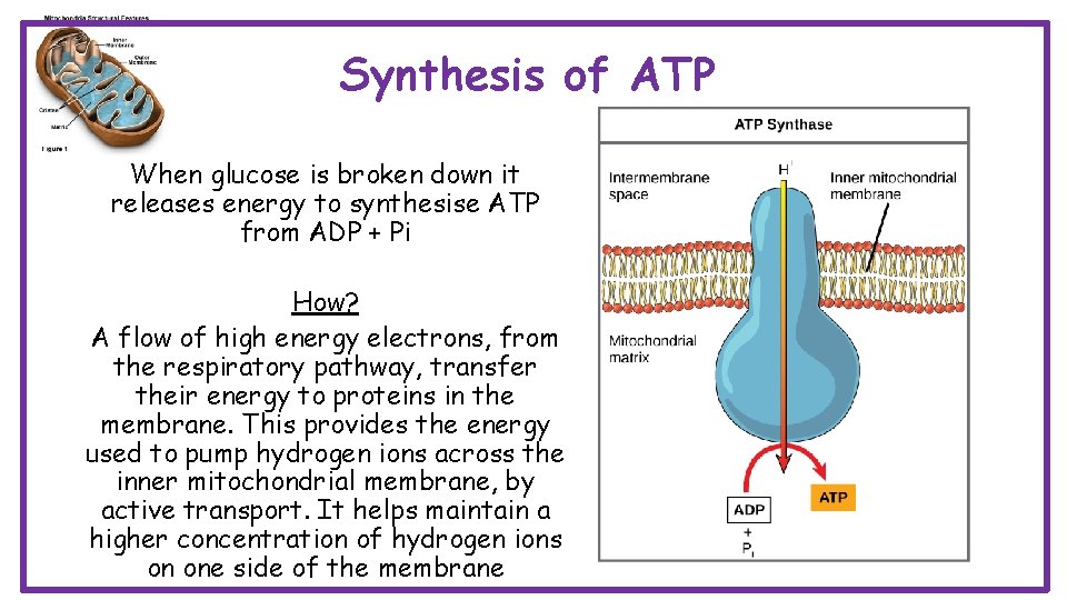 Synthesis of ATP When glucose is broken down it releases energy to synthesise ATP