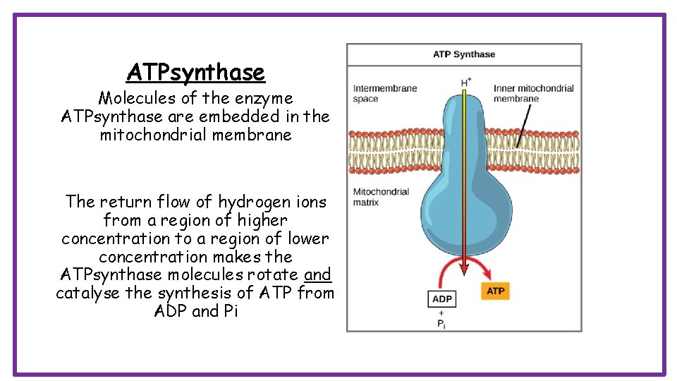 ATPsynthase Molecules of the enzyme ATPsynthase are embedded in the mitochondrial membrane The return