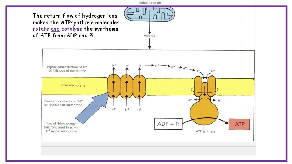 The return flow of hydrogen ions makes the ATPsynthase molecules rotate and catalyse the