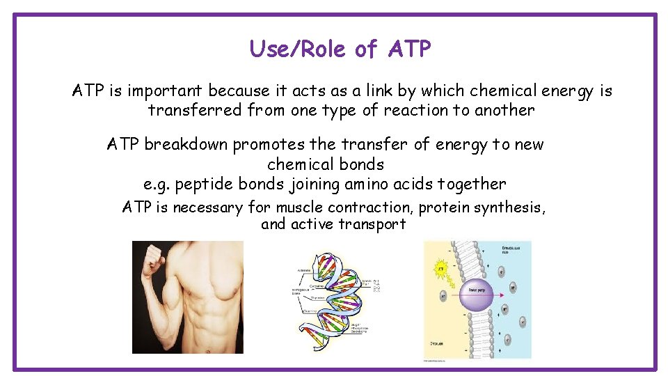Use/Role of ATP is important because it acts as a link by which chemical