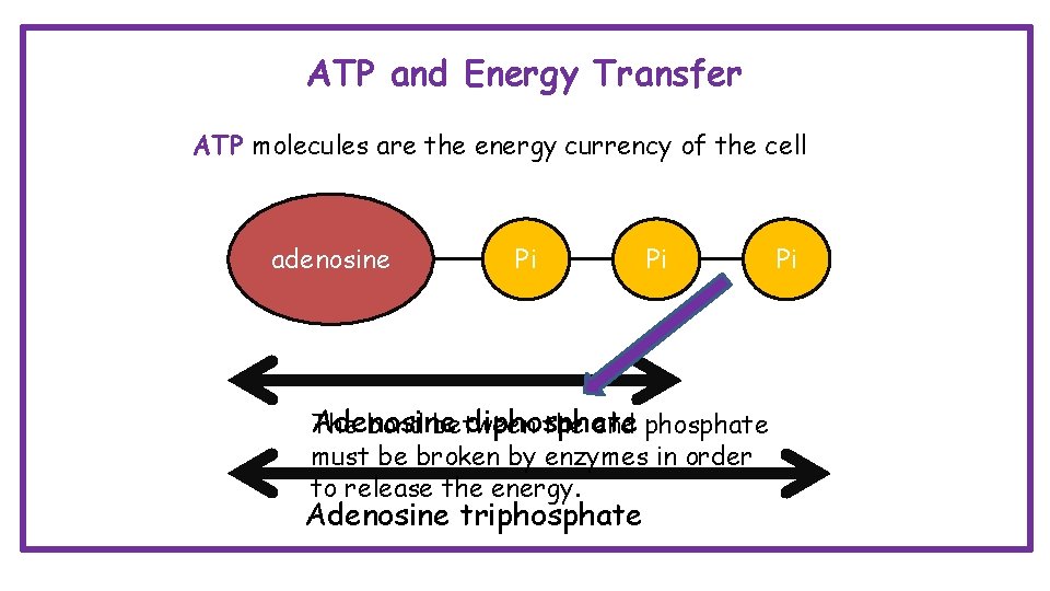 ATP and Energy Transfer ATP molecules are the energy currency of the cell adenosine