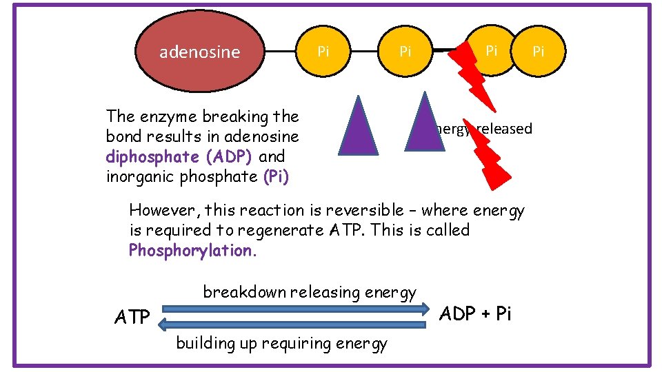 adenosine Pi Pi The enzyme breaking the bond results in adenosine diphosphate (ADP) and