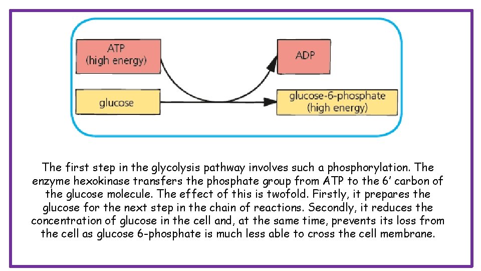 The first step in the glycolysis pathway involves such a phosphorylation. The enzyme hexokinase