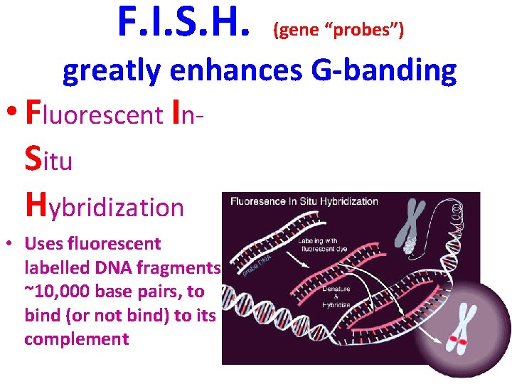 F. I. S. H. (gene “probes”) greatly enhances G-banding • Fluorescent In. Situ Hybridization