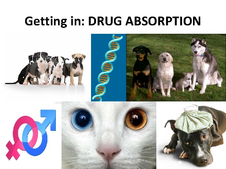 Getting in: DRUG ABSORPTION 