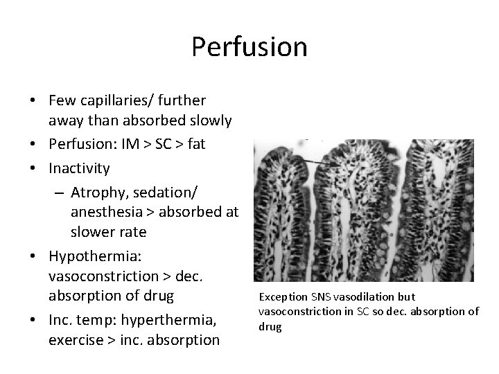 Perfusion • Few capillaries/ further away than absorbed slowly • Perfusion: IM > SC