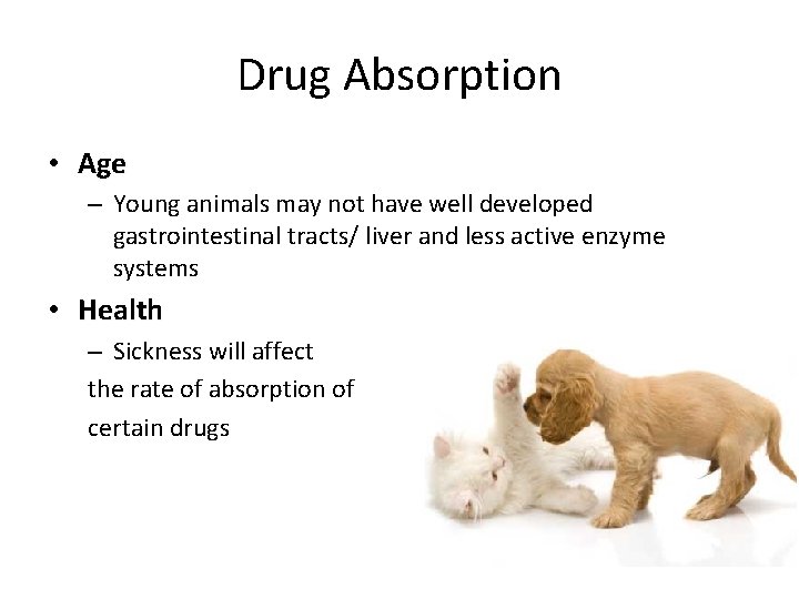 Drug Absorption • Age – Young animals may not have well developed gastrointestinal tracts/