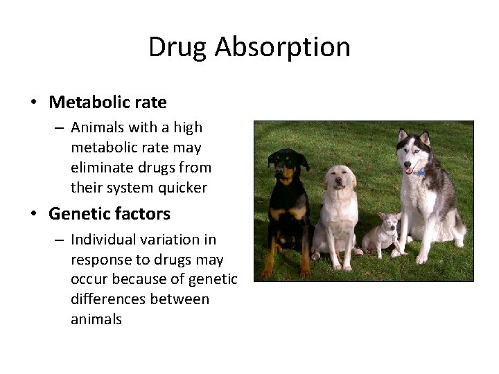 Drug Absorption • Metabolic rate – Animals with a high metabolic rate may eliminate