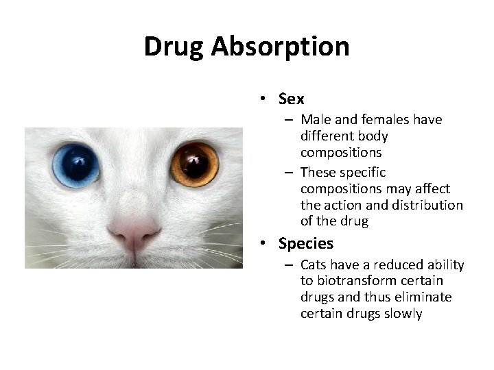 Drug Absorption • Sex – Male and females have different body compositions – These