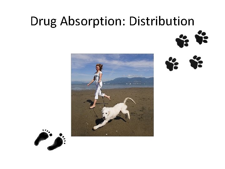 Drug Absorption: Distribution 