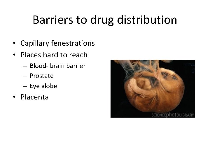 Barriers to drug distribution • Capillary fenestrations • Places hard to reach – Blood-