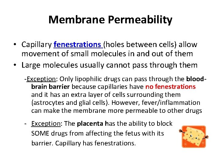 Membrane Permeability • Capillary fenestrations (holes between cells) allow movement of small molecules in