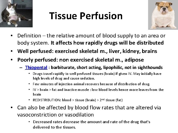 Tissue Perfusion • Definition – the relative amount of blood supply to an area