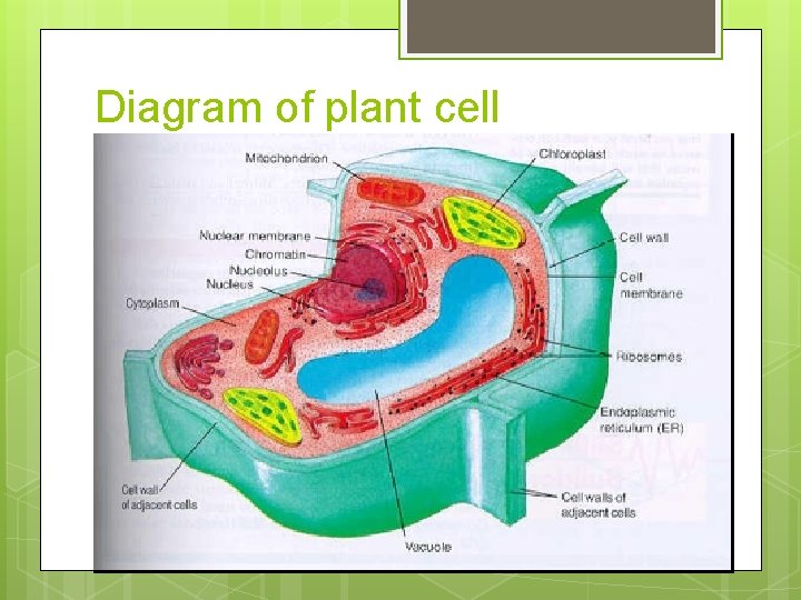 Diagram of plant cell 