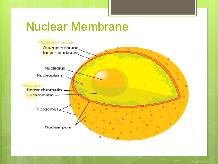 Nuclear Membrane 