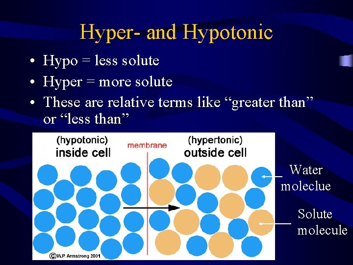 Hyper- and Hypotonic • Hypo = less solute • Hyper = more solute •