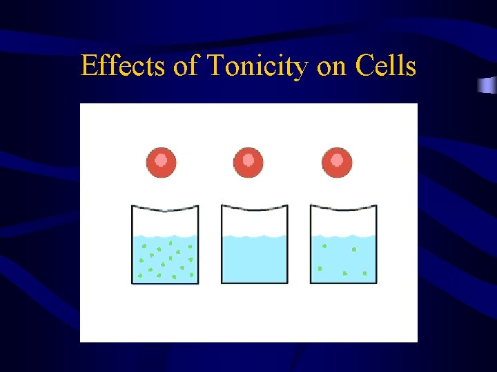 Effects of Tonicity on Cells 