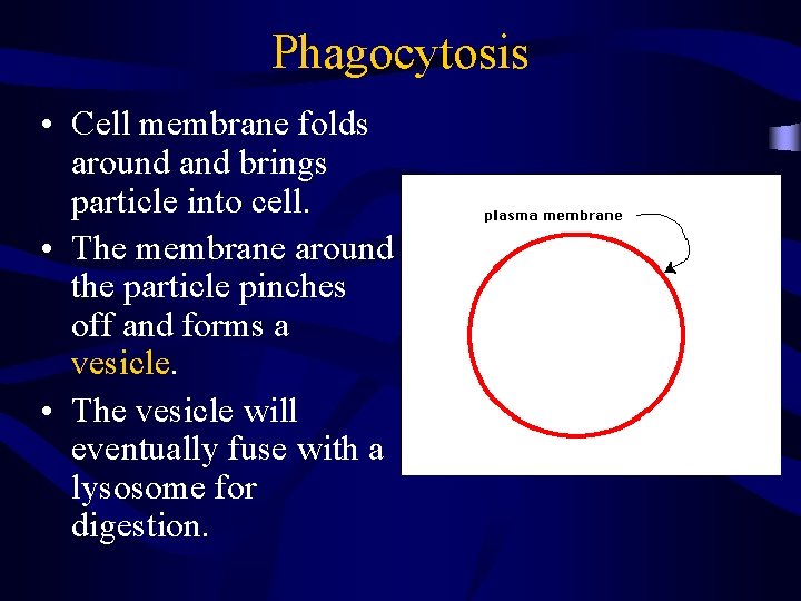Phagocytosis • Cell membrane folds around and brings particle into cell. • The membrane